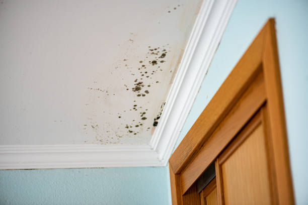 Best Emergency Mold Removal  in Western Lake, TX