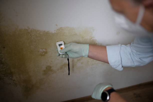 Best Mold Testing and Removal  in Western Lake, TX