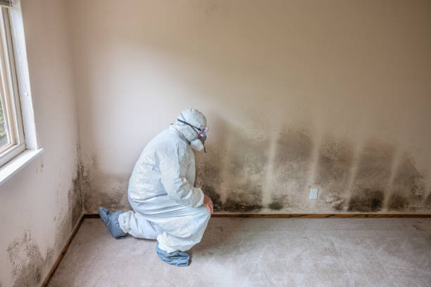 Best Toxic Mold Removal  in Western Lake, TX