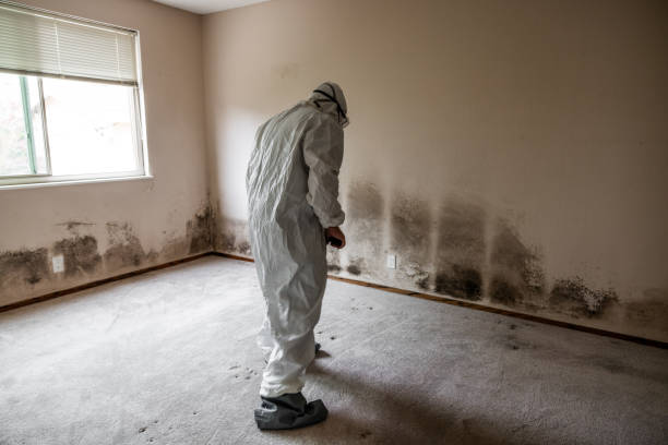 Best Emergency Mold Removal  in Western Lake, TX