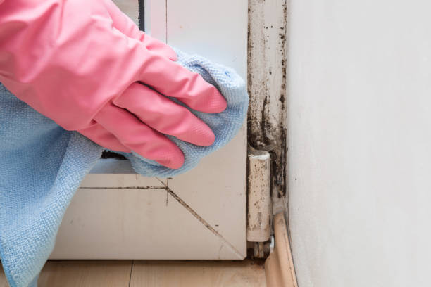 Professional Mold Removal in Western Lake, TX