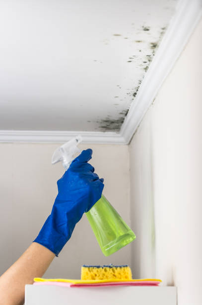 Best Home Mold Removal  in Western Lake, TX