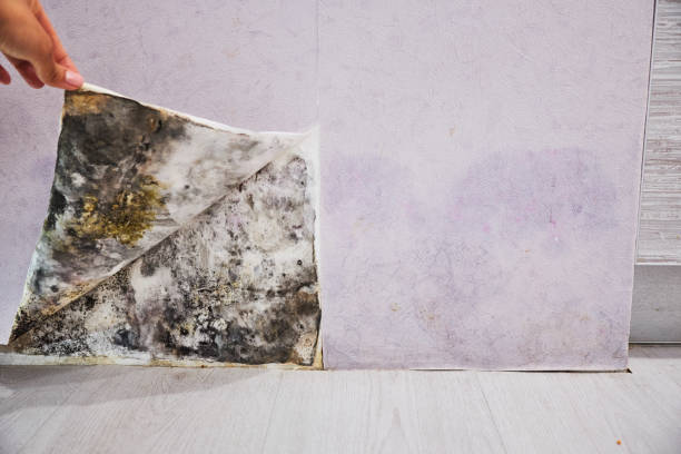 Best Home Mold Removal  in Western Lake, TX